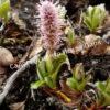 Ива арктическая (Salix arctica) 16