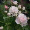 Роза флорибунда Аспирин (Aspirin Rose) 4