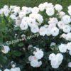 Роза флорибунда Аспирин (Aspirin Rose) 11