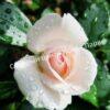 Роза флорибунда Аспирин (Aspirin Rose) 10