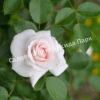 Роза флорибунда Аспирин (Aspirin Rose) 5