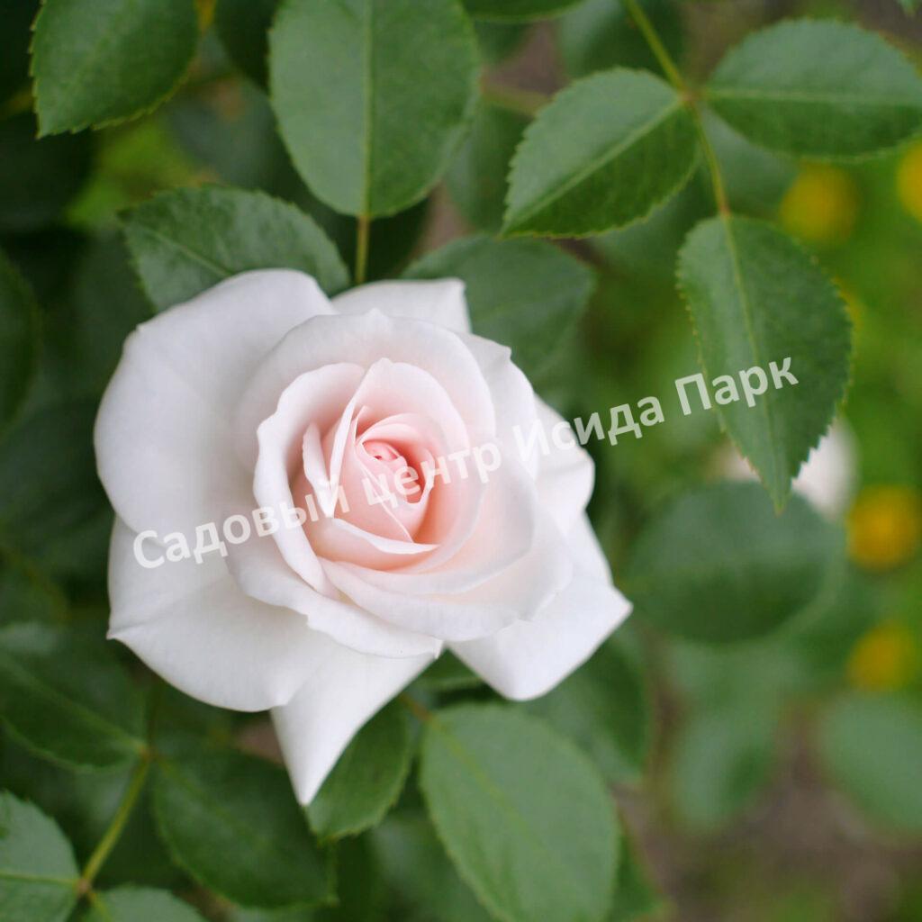 Роза флорибунда Аспирин (Aspirin Rose)