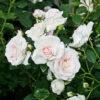 Роза флорибунда Аспирин (Aspirin Rose) 13