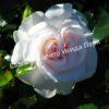 Роза флорибунда Аспирин (Aspirin Rose) 6