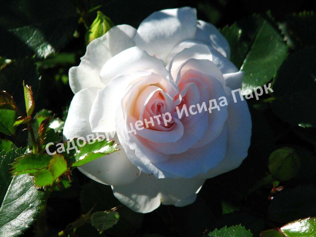 Роза флорибунда Аспирин (Aspirin Rose)