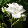 Роза флорибунда Аспирин (Aspirin Rose) 7