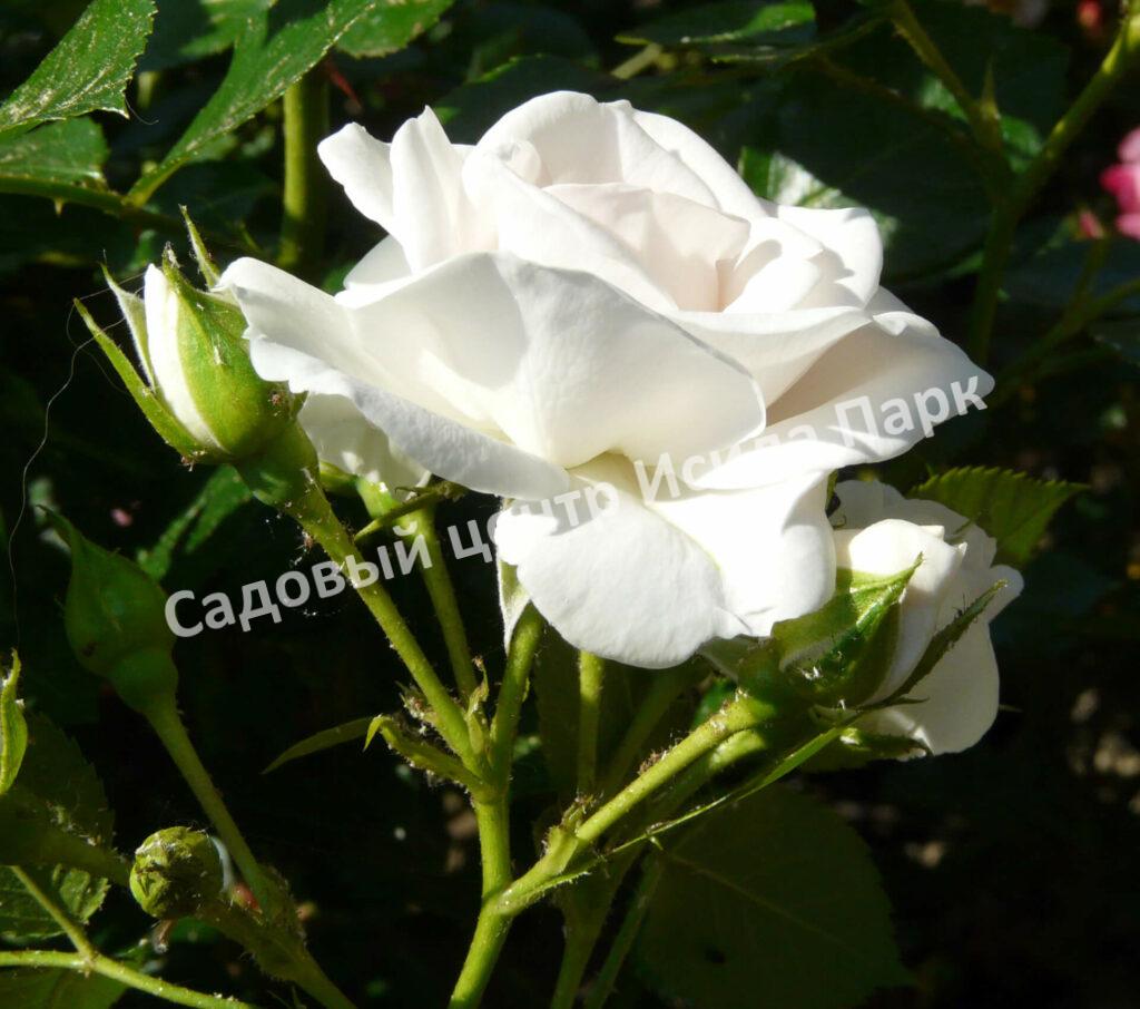 Роза флорибунда Аспирин (Aspirin Rose)