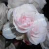 Роза флорибунда Аспирин (Aspirin Rose) 8
