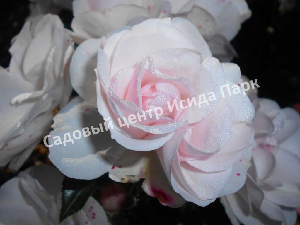Роза флорибунда Аспирин (Aspirin Rose)