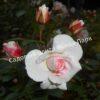 Роза флорибунда Аспирин (Aspirin Rose) 9