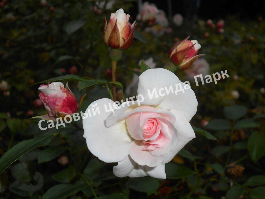 Роза флорибунда Аспирин (Aspirin Rose)