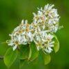 Ирга ольхолистная гладкая Кумулус (Amelanchier arborea Cumulus) 14