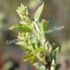 Ирга ольхолистная гладкая Кумулус (Amelanchier arborea Cumulus) 3
