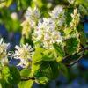 Ирга ольхолистная гладкая Кумулус (Amelanchier arborea Cumulus) 4