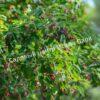Ирга ольхолистная гладкая Кумулус (Amelanchier arborea Cumulus) 9