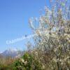 Ирга ольхолистная гладкая Кумулус (Amelanchier arborea Cumulus) 7