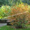 Ирга ольхолистная гладкая Кумулус (Amelanchier arborea Cumulus) 10