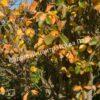 Ирга ольхолистная гладкая Кумулус (Amelanchier arborea Cumulus) 5