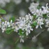 Ирга ольхолистная гладкая Кумулус (Amelanchier arborea Cumulus) 16