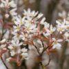 Ирга ольхолистная гладкая Кумулус (Amelanchier arborea Cumulus) 17