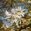 Ирга ольхолистная гладкая Кумулус (Amelanchier arborea Cumulus) 11
