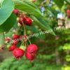Ирга ольхолистная гладкая Кумулус (Amelanchier arborea Cumulus) 6