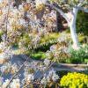 Ирга ольхолистная гладкая Кумулус (Amelanchier arborea Cumulus) 8