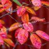 Ирга ольхолистная гладкая Кумулус (Amelanchier arborea Cumulus) 18