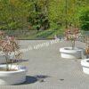 Ирга ольхолистная гладкая Кумулус (Amelanchier arborea Cumulus) 15