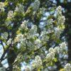 Ирга ольхолистная гладкая Кумулус (Amelanchier arborea Cumulus) 19