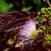 Альбиция Саммер Чоклэт Летний Шоколад (Albizia Summer Chocolate) 11