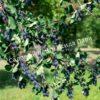 Ирга ольхолистная гладкая Кумулус (Amelanchier arborea Cumulus) 21