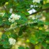 Ирга ольхолистная гладкая Кумулус (Amelanchier arborea Cumulus) 22