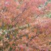 Ирга ольхолистная гладкая Кумулус (Amelanchier arborea Cumulus) 23