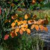 Ирга ольхолистная гладкая Кумулус (Amelanchier arborea Cumulus) 25