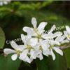 Ирга ольхолистная гладкая Кумулус (Amelanchier arborea Cumulus) 26