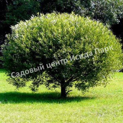 Ива гибридная Булата (Bullata) Ива гибридная Булата (Bullata)