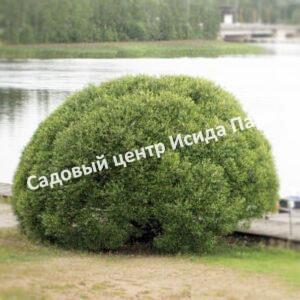 Ива гибридная Булата (Bullata)