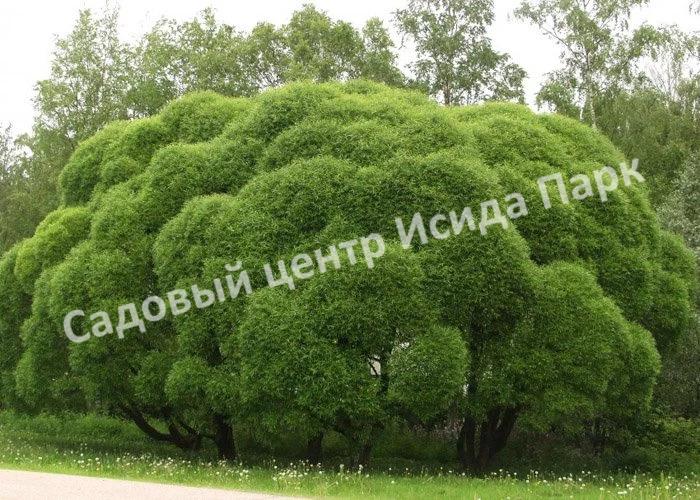 Ива гибридная Булата (Bullata) Ива гибридная Булата (Bullata)