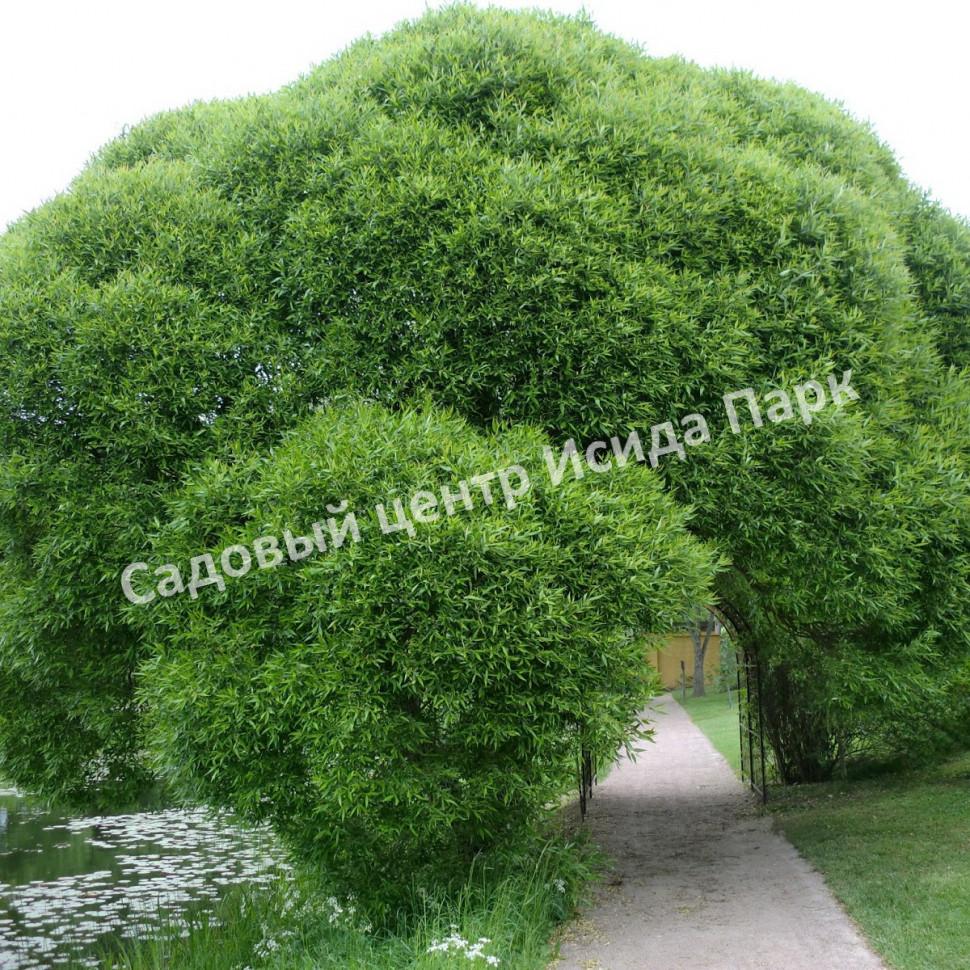 Ива гибридная Булата (Bullata) Ива гибридная Булата (Bullata)