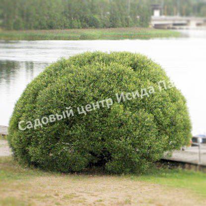 Ива гибридная Булата (Bullata) Ива гибридная Булата (Bullata)