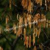 Альбиция Серповидная (Albizia falcataria moluccana) 22