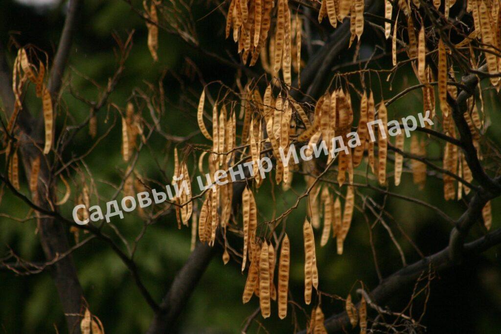 Альбиция Серповидная (Albizia falcataria moluccana)