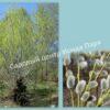 Ива волчниковая, шелюга жёлтая, верба (Salix daphnoides) 12 Ива волчниковая, шелюга жёлтая, верба (Salix daphnoides) 12