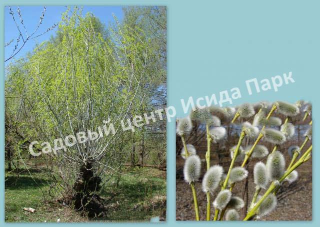 Ива волчниковая, шелюга жёлтая, верба (Salix daphnoides) Ива волчниковая, шелюга жёлтая, верба (Salix daphnoides)