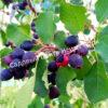 Ирга (Коринка) ольхолистная Дружная (Amelanchier alnifolia Druzhnaya) 6