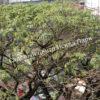 Альбиция Саман (Albizia saman) 15