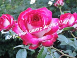 Роза чайно-гибридная Файер Леди (Fair Lady)