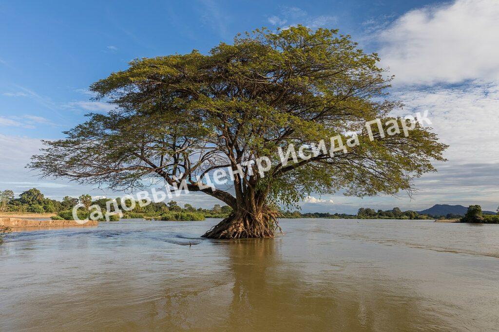 Альбиция Саман (Albizia saman)