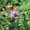 Альбиция Саман (Albizia saman) 17